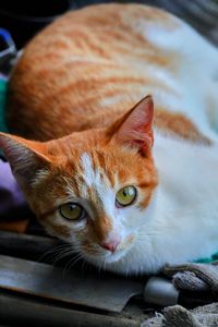 茶トラ猫さん２匹🐈🐈