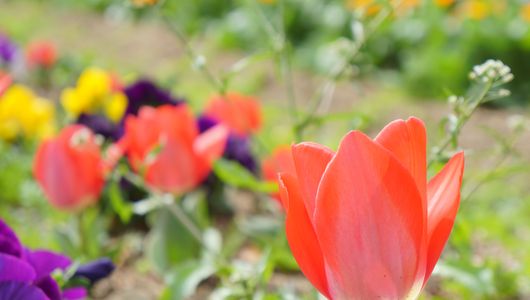 春の花畑#フラワー2025#