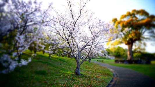 怪しげな桜#フラワー2025#