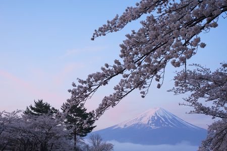 富士山×桜