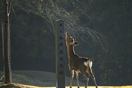 並んで、おはようのび～(o^-^)