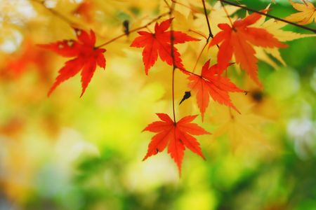 残したい秋色(^^)