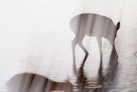 浮見堂の鹿