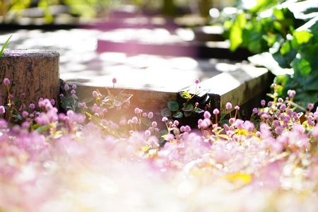 陽だまりの秋の日