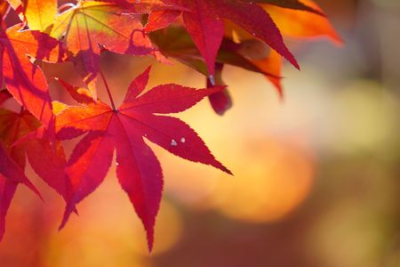 照り紅葉