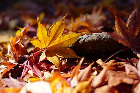 お決まりの散策路