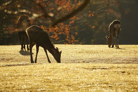 秋色の飛火野