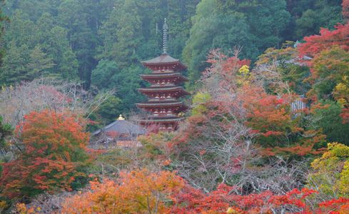 奈良　長谷寺の紅葉