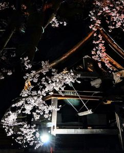 梵鐘を彩る夜桜