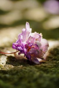 落ちてなお美しいまま