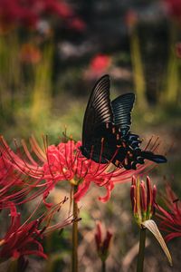旬の味覚、どんな味？