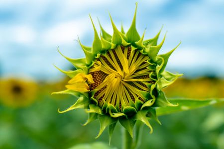 開花すっぞ！-夏の風物詩2025-