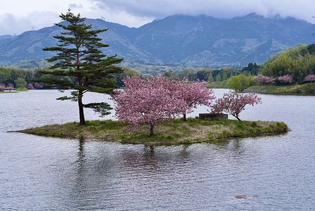 日野川ダムの浮見桜　#フラワー2025#
