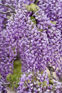 紫色の誘惑　#フラワー2025#