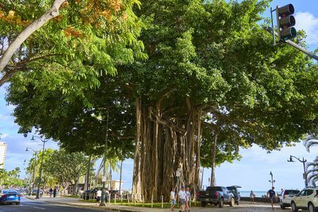 ワイキキビーチのバニアンツリー