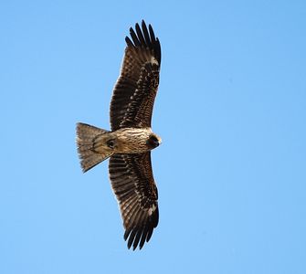 獲物を見つめる眼差し
