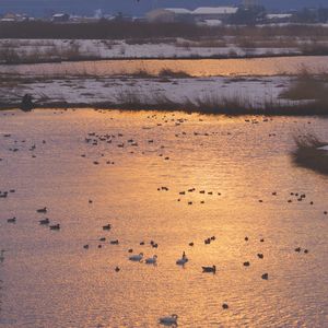 1月の福島潟で朝日が水面に輝き始める