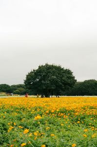 この木なんの木