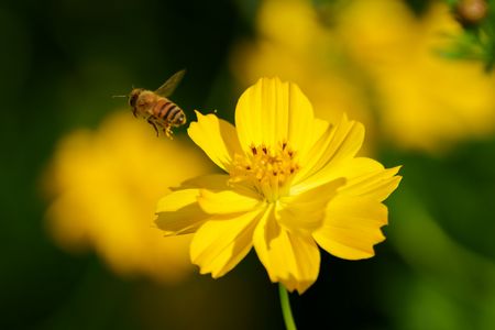 キバナコスモスとミツバチ🐝
