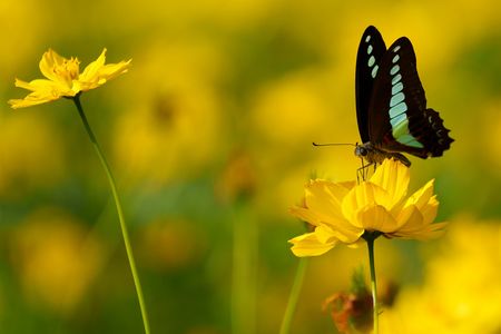 キバナコスモスとアオスジアゲハ🦋