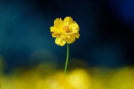 キバナコスモス🌱