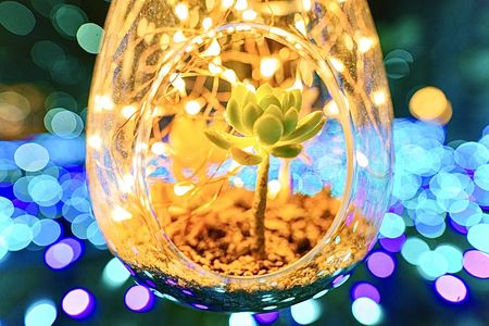 光の瓶に閉じ込めた小さな森