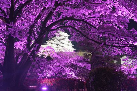 姫路城を囲む紫の桜