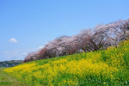桜堤の桜と菜の花