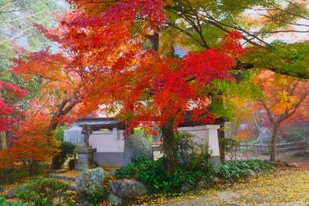 朝霧の薬王寺の紅葉（桜川市）