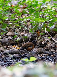 アカコッコの水浴び