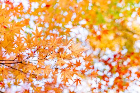 やまんばのにしき