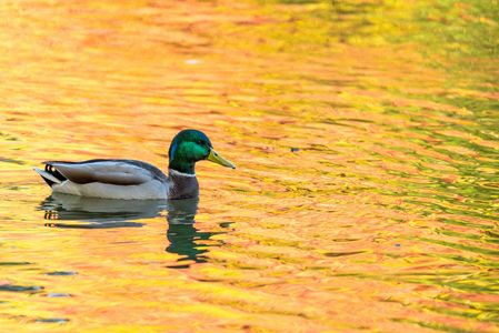 池の水も染まる恋