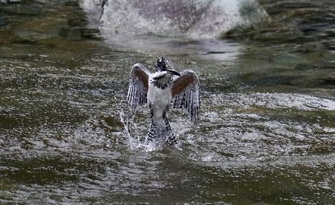 ヤマセミの飛び込みからの飛び出し