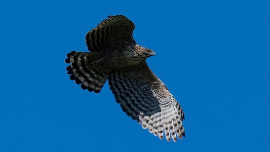 クマタカの飛翔