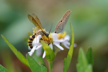 冬に向けてせっせと蜜を集め