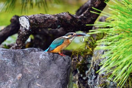 岡山後楽園　カワセミ