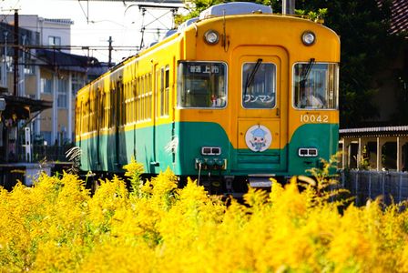 セイタカアワダチソウ