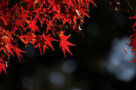 浮かび上がる朱