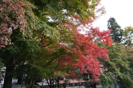 紅葉の高尾