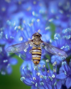 あじさいとホソヒラタアブ