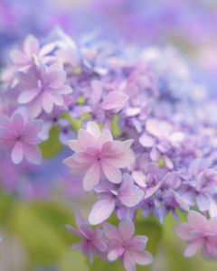小雨の紫陽花