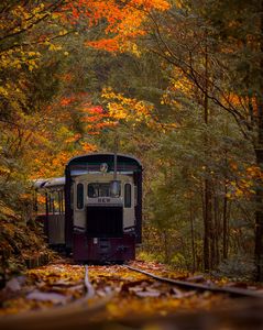 赤沢自然休養林