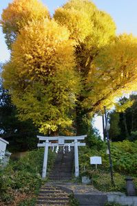 水神神社御神木