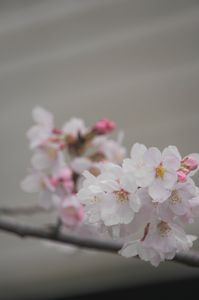 桜と線