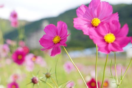 コスモス2