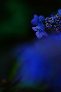 藍色の小さな山紫陽花