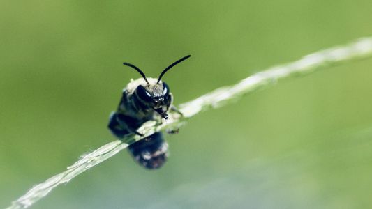 アオスジハナバチ