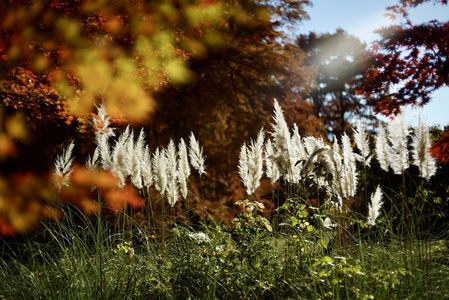 晩秋の都市緑化植物園