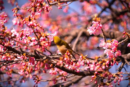 河津桜と野鳥