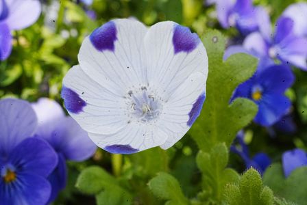 青紫と白の花びら